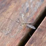 Come proteggere la casa dagli insetti? Qualche utile risposta